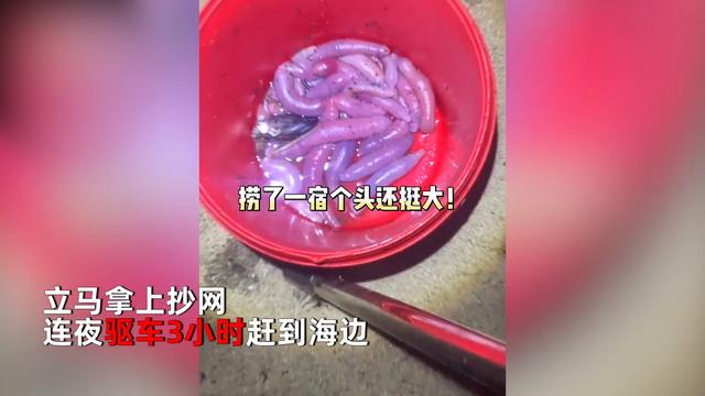 烟台海肠泸沽虾冲上岸有人一万捞上千斤