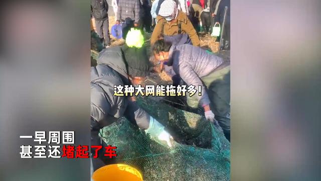 烟台海肠泸沽虾冲上岸有人一万捞上千斤